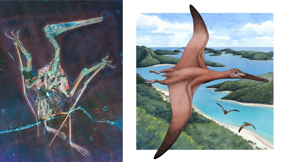 Left: Laser-stimulated fluorescence imaging of a pterosaur fossil reveals flight-related soft tissues. Image credit: Michael Pittman. (Right) Late Jurassic pterodactyloid pterosaur in flight. Image credit: Alex BOERSMA & PNAS. 