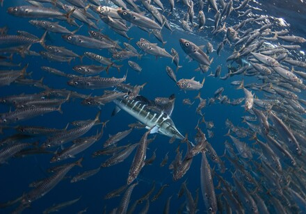 HKU Paleontologists discovered shallow-marine ecosystem collapse and recovery during a historical hyperthermal event