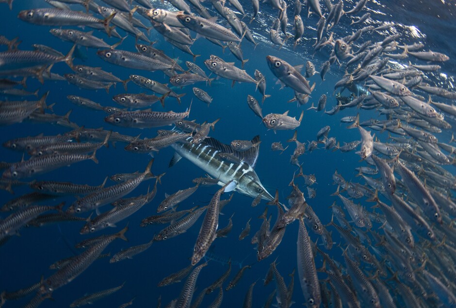 Photo courtesy and copyright of Jacopo BRUNETTI (www.cabosharkdive.com). 