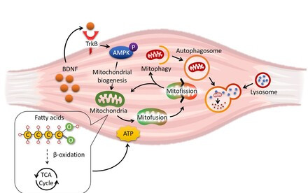 HKU biologists reveal how obesity damages the skeletal muscle metabolism －a naturally occurring flavone is identified as a potential drug for obesity treatment