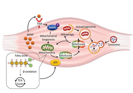 HKU biologists reveal how obesity damages the skeletal muscle metabolism －a naturally occurring flavone is identified as a potential drug for obesity treatment