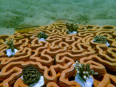 The research project is a big success. Virko’s team revisited the site lately and saw lots of marine life around the tiles – one of the cuttlefish moms even laid eggs under the tiles! 