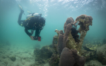 An innovative approach to revive lost coral havens