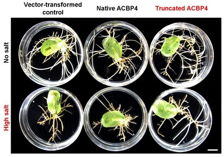 HKU scientists discover activation mechanisms in soybean for adaptation to saline soil in hope of improving agriculture productivity