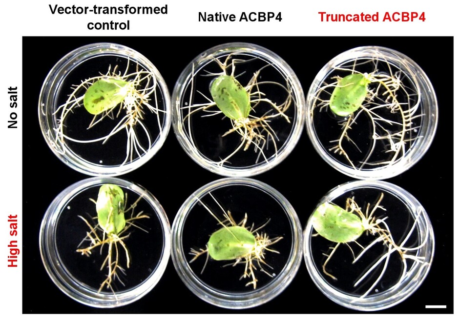 Overexpression of truncated ACBP4 variant promotes salt tolerance in soybean hairy roots. 