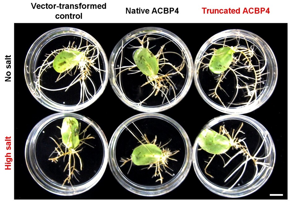 Overexpression of truncated ACBP4 variant promotes salt tolerance in soybean hairy roots.