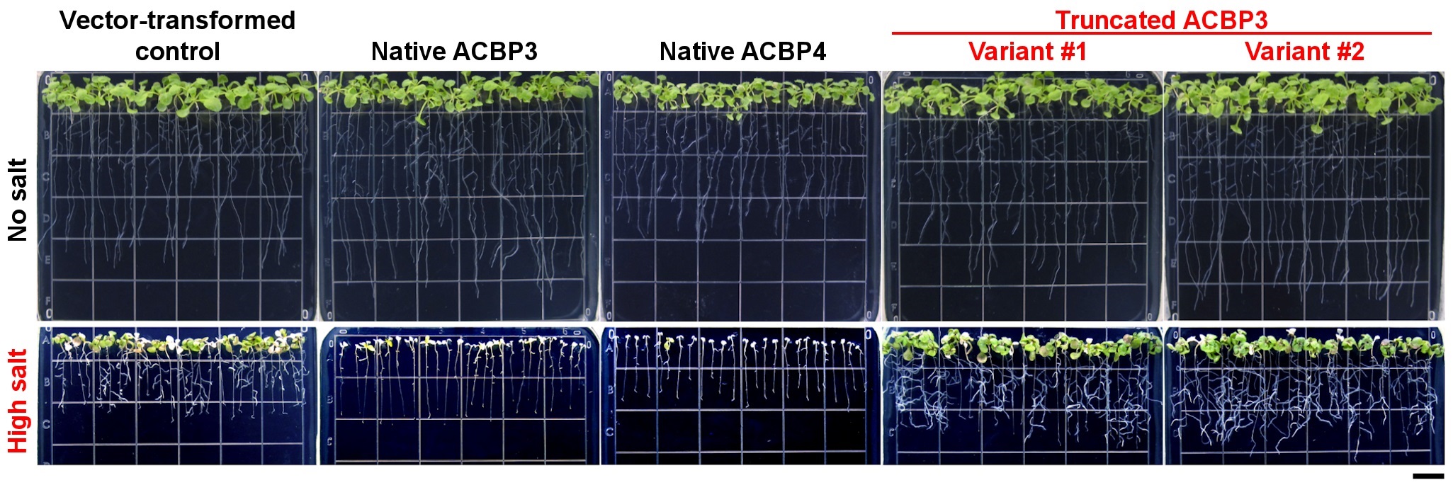 Figure 2. Overexpression of truncated ACBP3 variants promotes salt tolerance in Arabidopsis. Transgenic Arabidopsis overexpressing the native Class II ACBPs and truncated ACBP3 variants were more salt-sensitive and salt-tolerant than the vector-transformed control, respectively. Scale bar = 1 cm. 