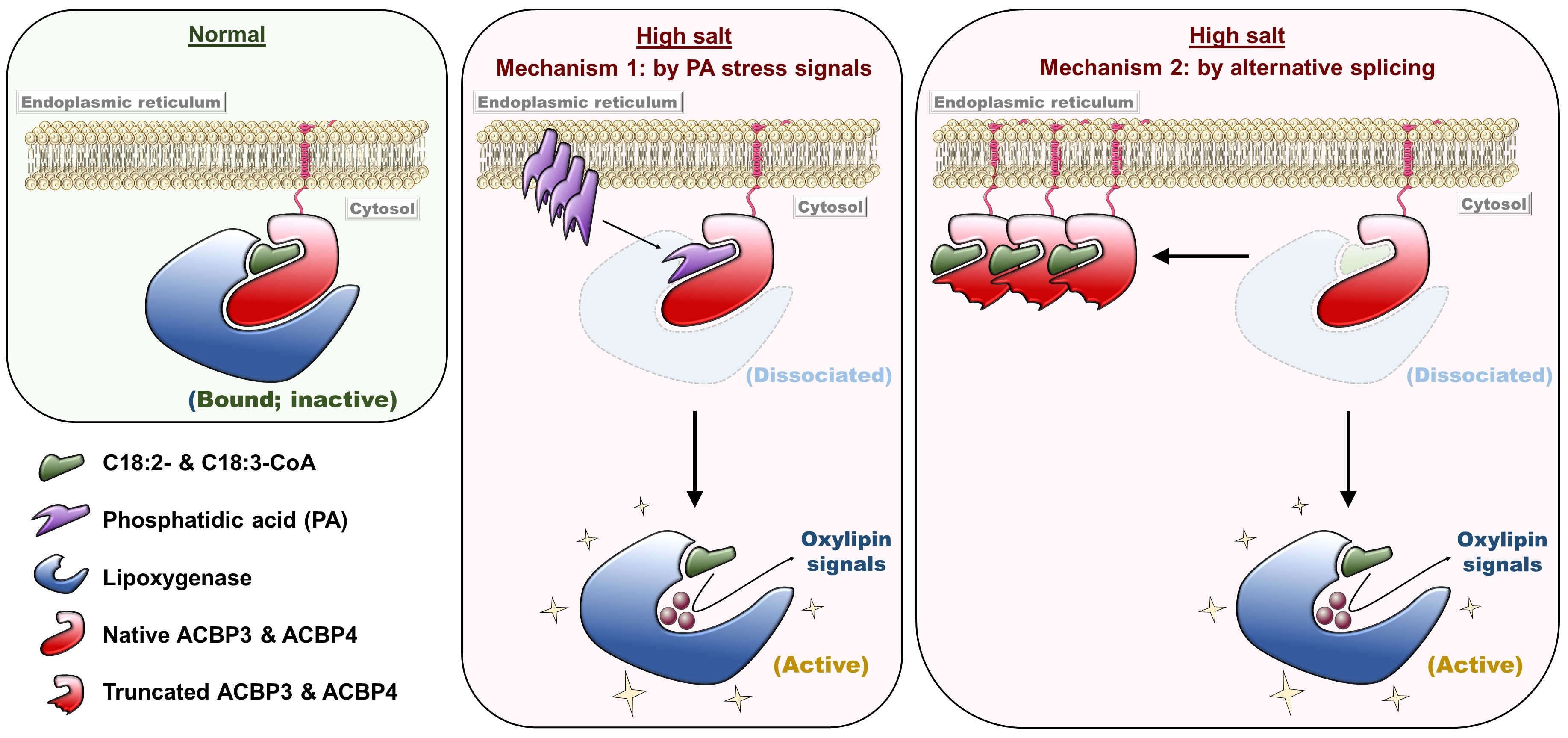 Figure 3. Model for ACBP3/ACBP4-regulated generation of oxylipin signals during the salinity response. Under normal conditions, ACBP binding with acyl-CoAs (C18:2 and C18:3-CoAs) facilitates sequestration of an inactive lipoxygenase. High salinity triggers dissociation of this complex by a dual mechanism. First, phosphatidic acid signals compete with acyl-CoAs for ACBP binding. Second, pre-mRNAs are cut and rejoined in an unusual way (known as alternative splicing) to produce ACBP variants lacking the lipoxygenase-interacting domain. Thus, the lipoxygenase is activated to generate oxylipin signals for adaptive responses.