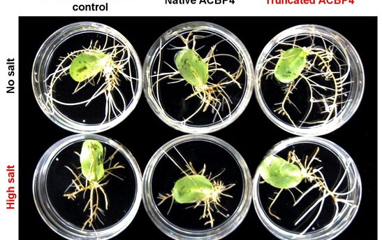 Figure 1. Overexpression of truncated ACBP4 variant promotes salt tolerance in soybean hairy roots. 