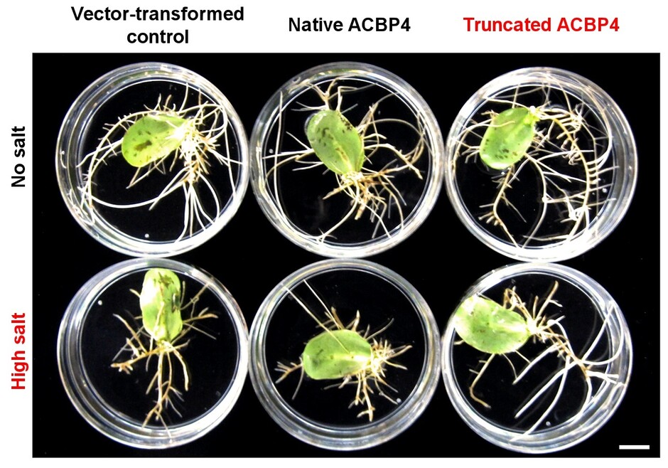 Figure 1. Overexpression of truncated ACBP4 variant promotes salt tolerance in soybean hairy roots. 