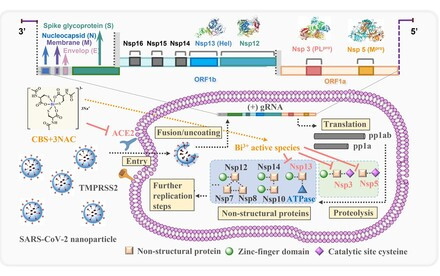 HKU scientists reveal orally administrated bismuth drug together with N-acetyl cysteine As a potential broad-spectrum anti-coronavirus cocktail therapy