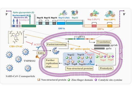 HKU scientists reveal orally administrated bismuth drug together with N-acetyl cysteine As a potential broad-spectrum anti-coronavirus cocktail therapy