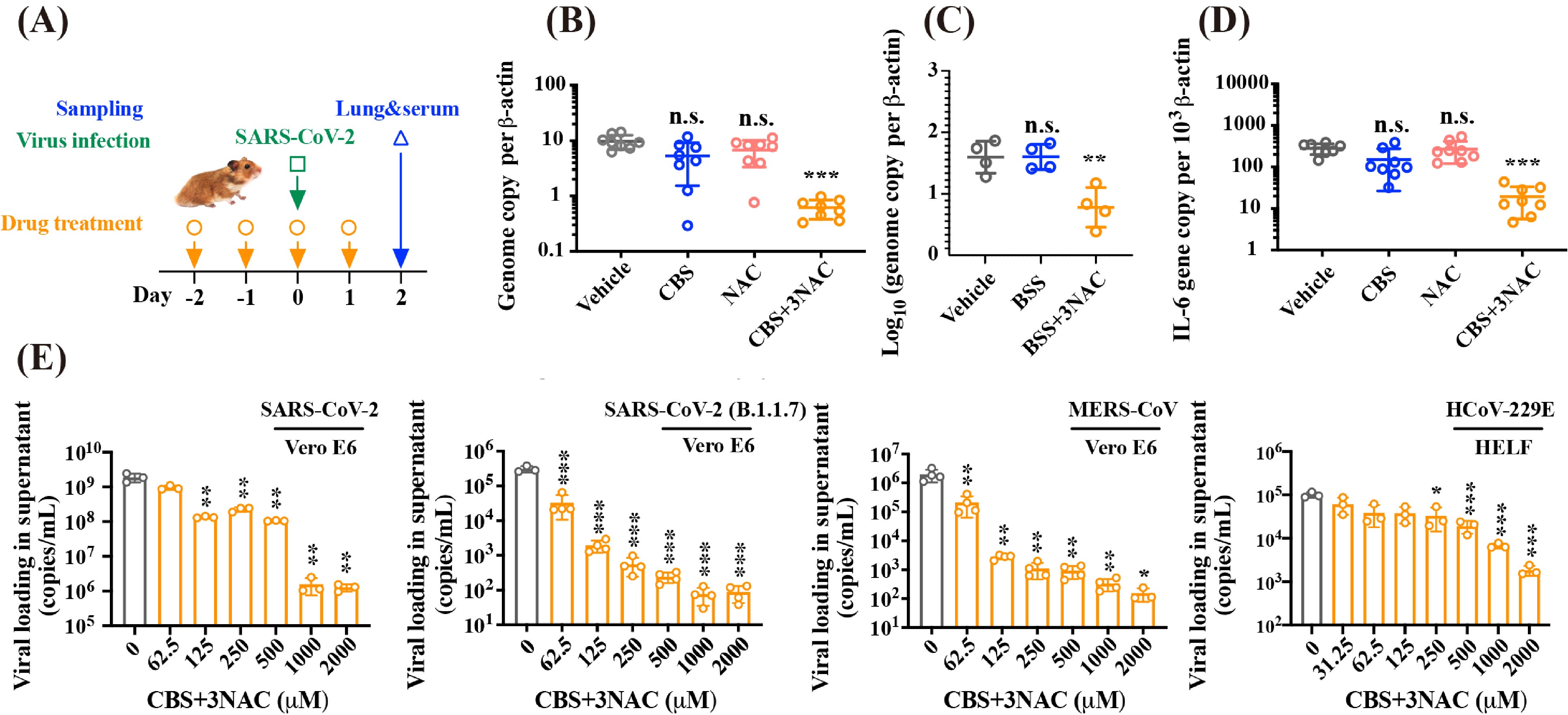 Image 1. Combinatorial CBS and NAC exhibit broad-spectrum anti-CoVs potency both in vitro and in vivo. 