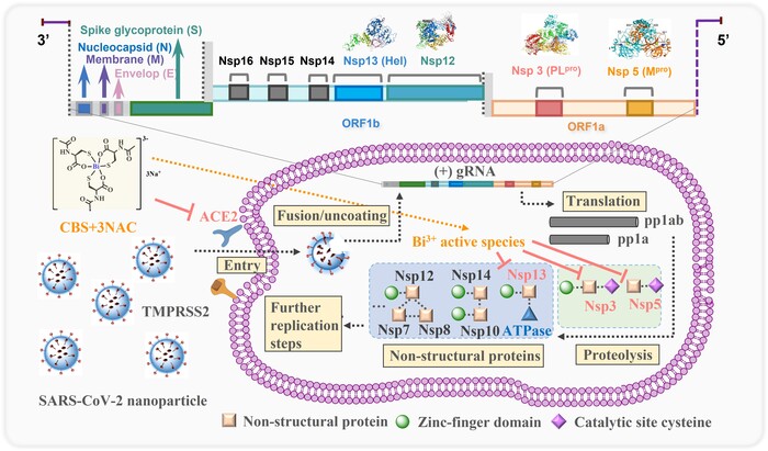 Image 2. Proposed mechanism of action for orally administrated colloidal bismuth subcitrate together with N-acetyl cysteine as a broad-spectrum anti-coronavirus cocktail therapy. The pan-inhibitory activity of bismuth drugs against various CoVs may stem from their abilities to target multiple viral enzymes in the viral replication cycles. CBS as well as related metallodrugs could inactivate the viral cysteine protease through either targeting the key cysteine residue in the active site (PLpro and Mpro) or structural zinc-finger domain (PLpro and Hel) or even other zinc metalloproteins in human cells (ACE2) that are tightly associated with viral entry.