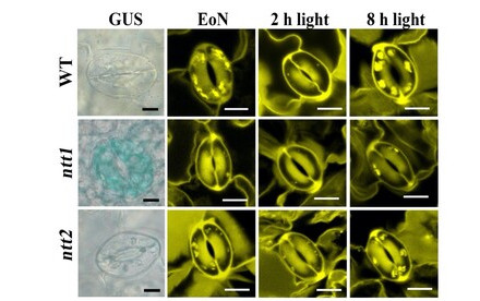 An HKU biologist-led team of international plant scientists reveals how guard cell chloroplasts obtain energy