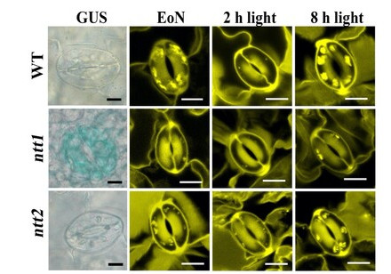 An HKU biologist-led team of international plant scientists reveals how guard cell chloroplasts obtain energy