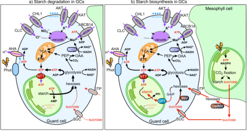 Model of the coordination of stomatal function with starch and malate metabolism in guard cells.