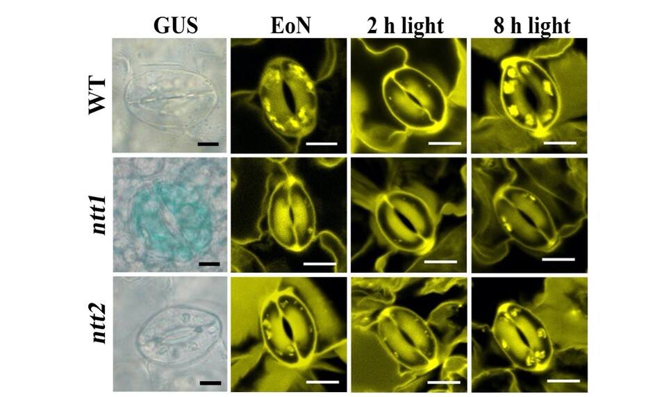 Staining of NTT transporters (blue, left panel) and starch granules (yellow, right panel) in GCs.