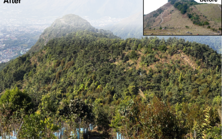 HKU Earth Scientists simulated the future: restored forests in the tropics survive climate change, prioritisation and targeting is the key to success