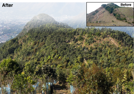 HKU Earth Scientists simulated the future: restored forests in the tropics survive climate change, prioritisation and targeting is the key to success