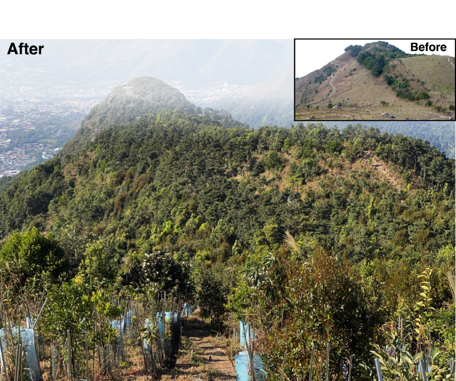 Before and after scenes of the tropical forest restoration project at Kadoorie Farm and Botanic Garden, Hong Kong. The simulation showed that this project is not threatened by future climate change. Photo credit: Dr Gunther Fischer