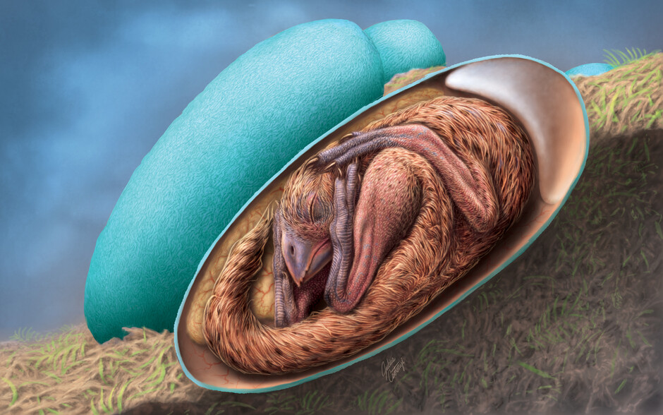 An artist’s reconstruction of a baby oviraptorosaur in its egg. Image: Julius Csotonyi/Handout