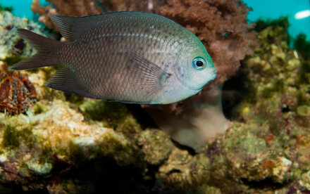 Rapid evolution fuels transcriptional plasticity in fish species  to cope with ocean acidification