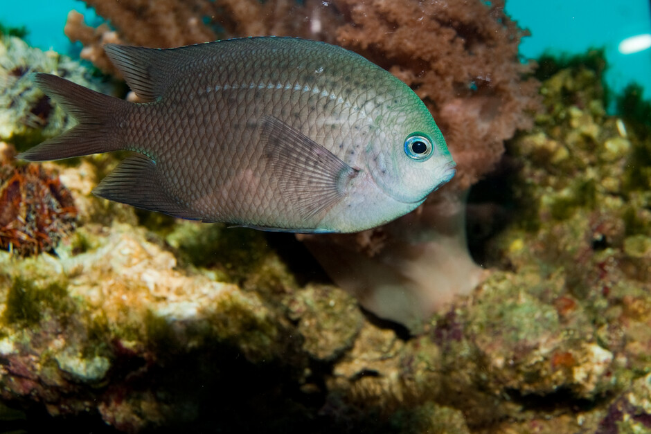 The research reveals A. polyacanthus may possess evolved molecular toolkits to cope with future ocean acidification. 