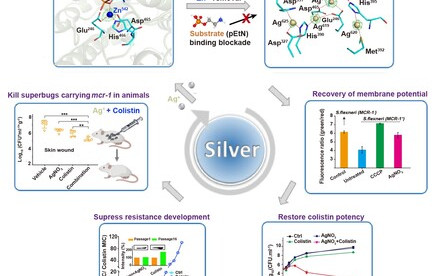 New Uses of Old Drugs: Silver Nitrate with More Than 2,000 Years Antimicrobial History Can Re-sensitise the Last-line Antimicrobial Colistin in Combination Therapy against Superbugs