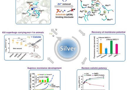 New Uses of Old Drugs: Silver Nitrate with More Than 2,000 Years Antimicrobial History Can Re-sensitise the Last-line Antimicrobial Colistin in Combination Therapy against Superbugs