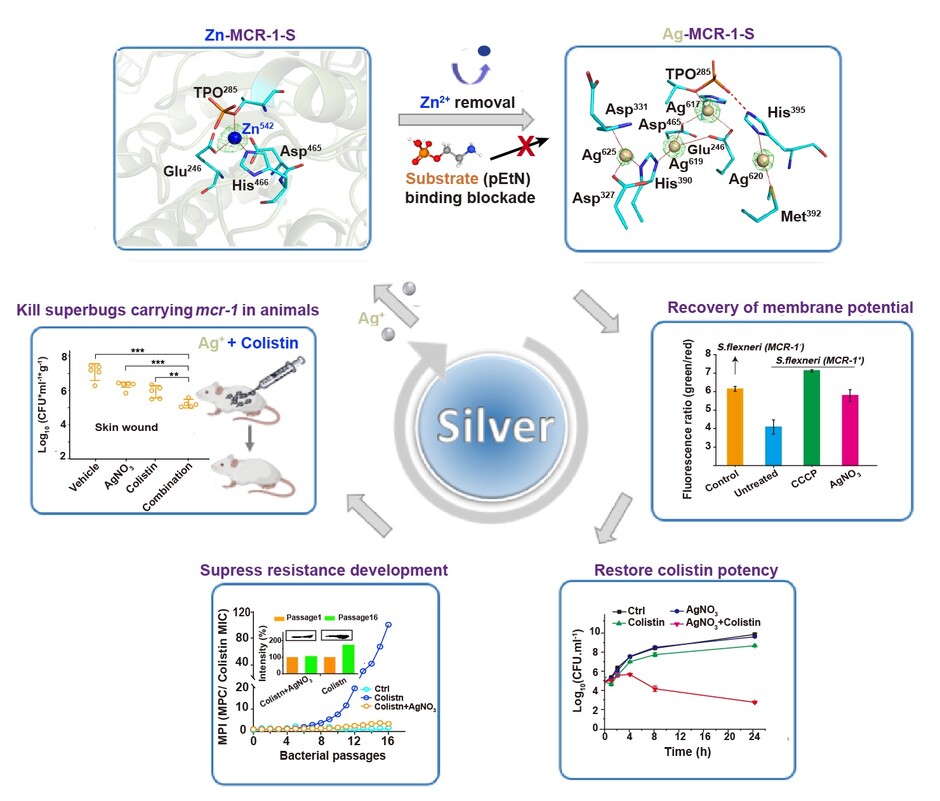 Illustration of silver to re-sensitise colistin against pathogen carrying mcr gene in vitro and in vivo. 