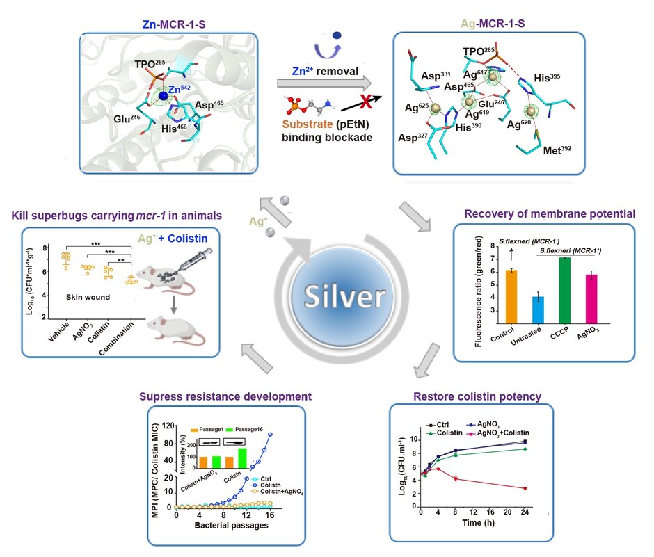 Illustration of silver to re-sensitise colistin against pathogen carrying mcr gene in vitro and in vivo.