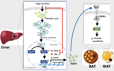 HKU Biologists Find a New Protective Factor against Excessive Lipid Accumulation in the Liver of Obese Mouse Providing a Potential Treatment for Fatty Liver Disease