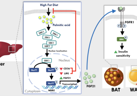 HKU Biologists Find a New Protective Factor against Excessive Lipid Accumulation in the Liver of Obese Mouse Providing a Potential Treatment for Fatty Liver Disease