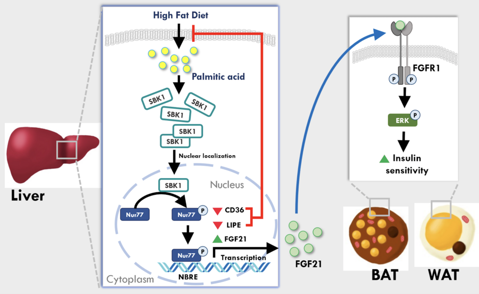 Figure 1. The team found that SBK1 protein is the protective factor against excessive lipid accumulation. Image Credit: Ms Maris S.Y. CHAN and Dr Palak AHUJA