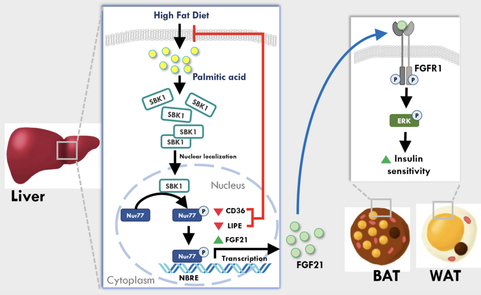 The team found that SBK1 protein is the protective factor against excessive lipid accumulation. Image Credit: Ms Maris S.Y. CHAN and Dr Palak AHUJA