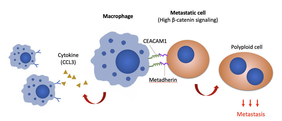 The research discovers that Wnt/-catenin signalling in metastatic cells upregulates the expression of cancer cells metadherin and communicates with macrophages through CEACAM1. Image modified from original illustration of Adv. Sci. (Weinh) 2022; e2103230