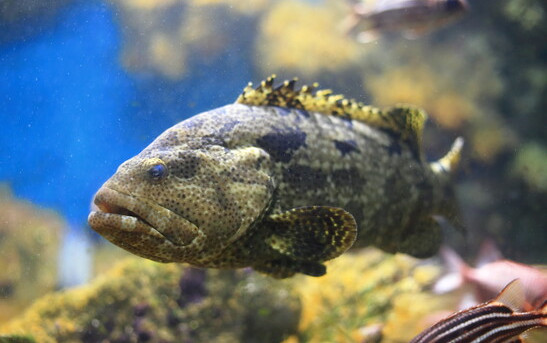 Epinephelus fuscoguttatus, a type of brown marbled grouper which is listed as vulnerable and decreasing according to The International Union for Conservation of Nature (IUCN) were detected in the study. 