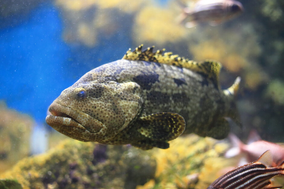 Epinephelus fuscoguttatus, a type of brown marbled grouper which is listed as vulnerable and decreasing according to The International Union for Conservation of Nature (IUCN) were detected in the study. 