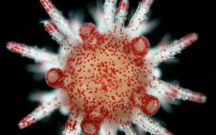 HKU marine scientists unveil sea urchin's secret to surviving marine heatwaves