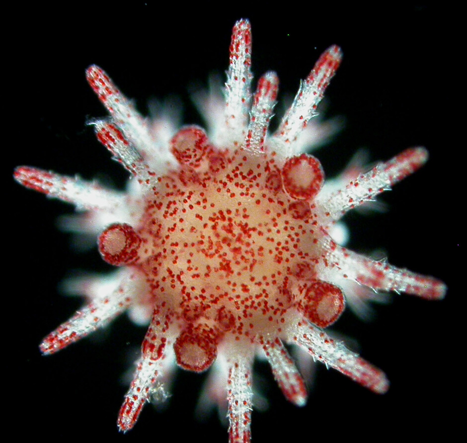 Heliocidaris juvenile under microscope. The ability of urchin parents to pass on benefits to their offspring after exposure to heatwaves is key to helping prepare and protect the next generation. Photo credit: Dr Maria Byrne 