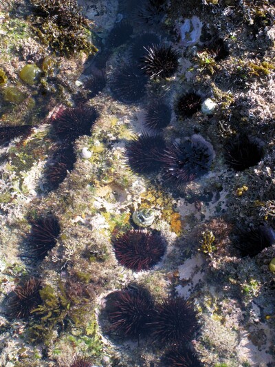 Heliocidaris population in Sydney, Australia. Sea urchins play a key role in maintaining the function of ecosystems, but the fate of future populations is under threat due to increases in the occurrence of marine heatwaves. Photo credit: Dr Maria Byrne