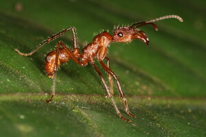 An ant (species: Ectatomma tuberculatum) photographed in Costa Rica. Ants make up a large fraction of the total animal biomass in most terrestrial ecosystems, but researchers say that an understanding of their global diversity is lacking. This new study provides a high-resolution map that estimates and visualizes the global diversity of ants.  Credit:  Dr. Benoit Guénard