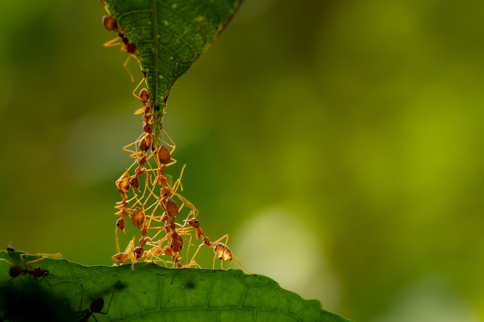 This study helps to add ants, and terrestrial invertebrates in general, to the discussion on biodiversity conservation.
