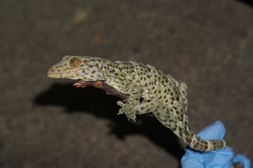 . Tokay gecko (Gekko gecko reevesii) holding on a stick in the field. Credits to Tsz Ching KONG. 