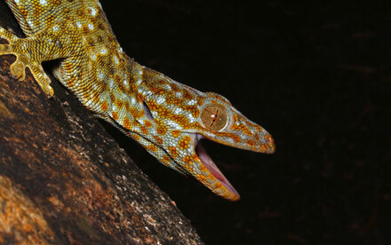 Ecologists find evidence that pet and medicine trades  Bring tokay geckos from across Asia into Hong Kong Impacting resident gecko populations and highlighting local and global conservation needs