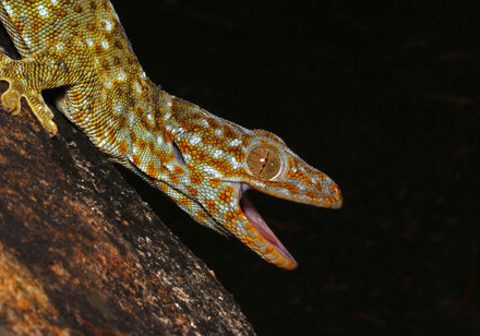 Ecologists find evidence that pet and medicine trades  Bring tokay geckos from across Asia into Hong Kong Impacting resident gecko populations and highlighting local and global conservation needs
