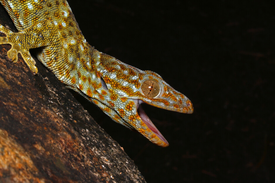 Image 1. Tokay gecko (Gekko gecko reevesii) on a tree in its habitat. Credits to Yik-Hei SUNG.