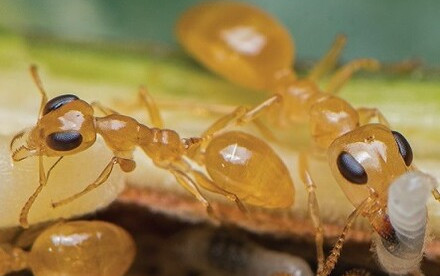 HKU Initiates Global Ant Census, At Least Twenty Quadrillion Ants Dominate The Global Ecosystems