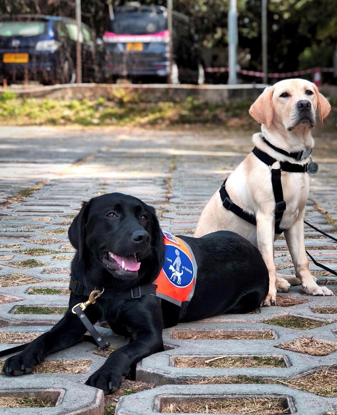 Jason raised two puppies, Joy (left) and Q, in his late high school period. 